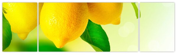 Obraz cytryn (170x50 cm)