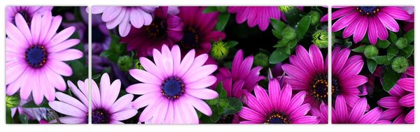 Obraz - Kwiaty (170x50 cm)