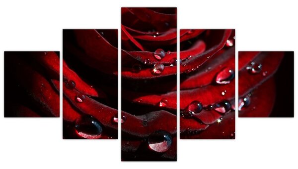 Obraz - Detal róży (125x70 cm)