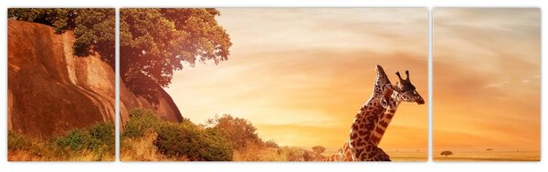Obraz - Żyrafy w Afryce (170x50 cm)