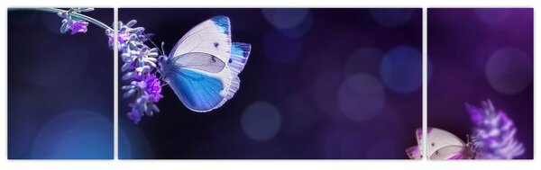 Obraz - Motyle na lawendie (170x50 cm)
