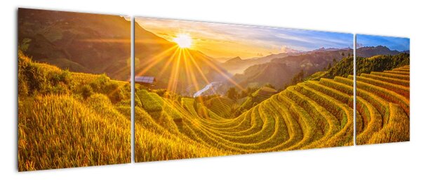 Obraz - Pole ryżowe w Wietnamie (170x50 cm)