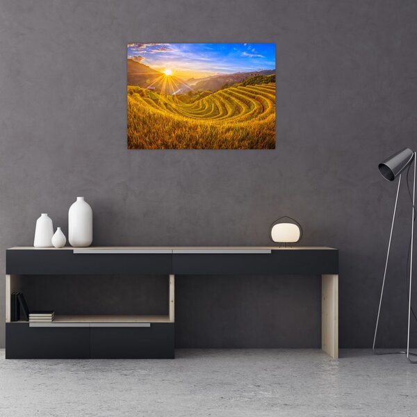 Obraz - Pole ryżowe w Wietnamie (70x50 cm)