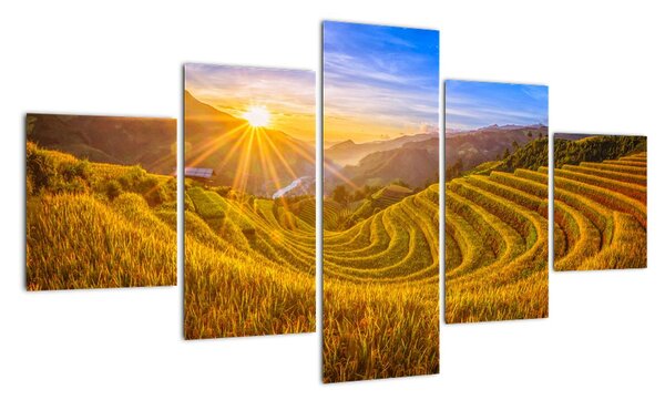 Obraz - Pole ryżowe w Wietnamie (125x70 cm)