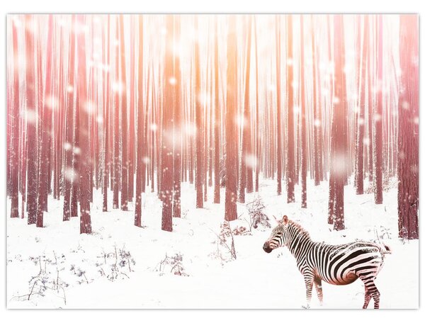 Obraz - Zebra w śnieżnym lesie (70x50 cm)