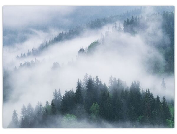 Obraz - Drzewa we mgle (70x50 cm)