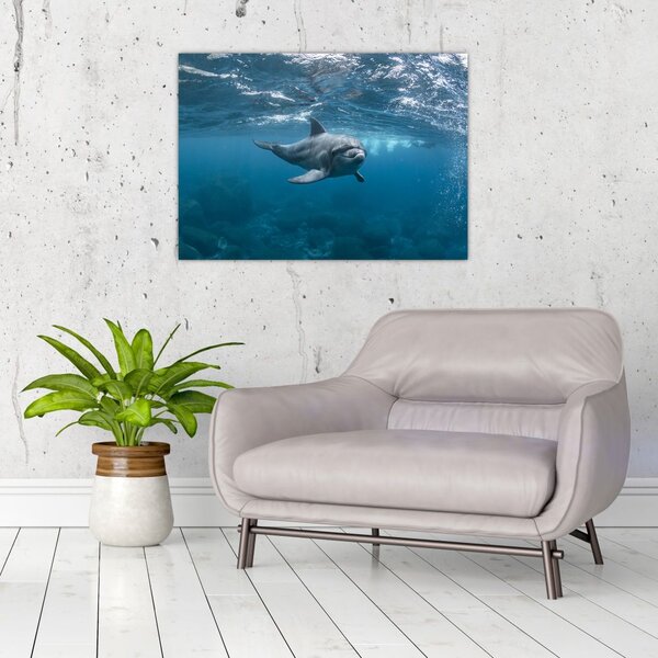 Obraz - Delfin pod wodą (70x50 cm)