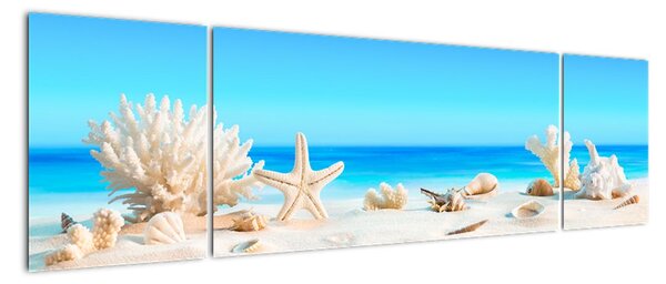 Obraz - Martwa natura z muszelkami (170x50 cm)