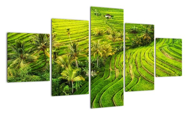 Obraz - Pola ryżowe (125x70 cm)