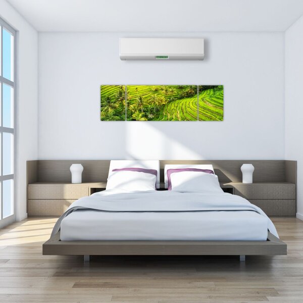 Obraz - Pola ryżowe (170x50 cm)