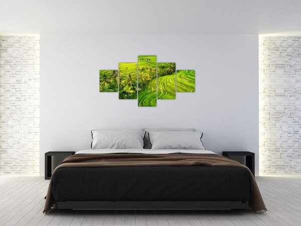 Obraz - Pola ryżowe (125x70 cm)