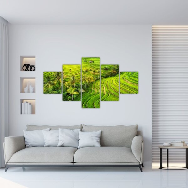 Obraz - Pola ryżowe (125x70 cm)