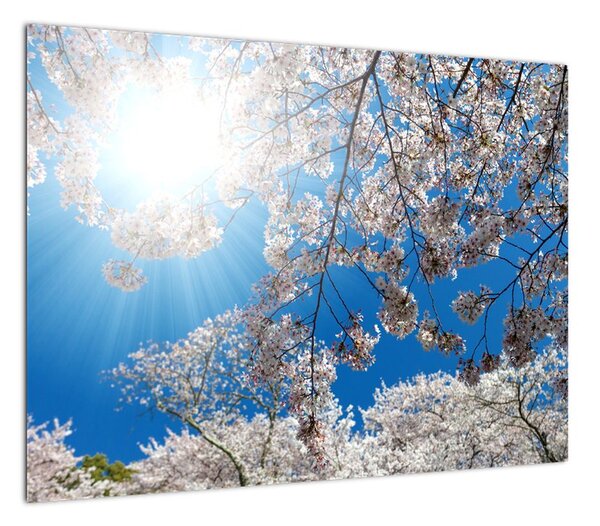Obraz - Wiśniowe kwiaty (70x50 cm)