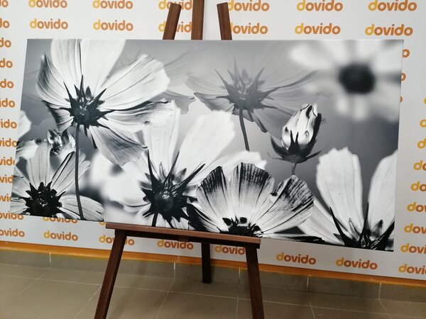 Obraz kwiaty ogrodowe w wersji czarno-białej