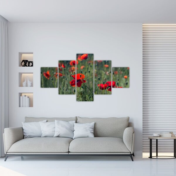 Obraz - Łąka z makami (125x70 cm)