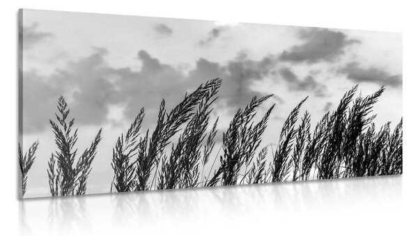 Obraz trawa przy zachodzącym słońcu w wersji czarno-białej