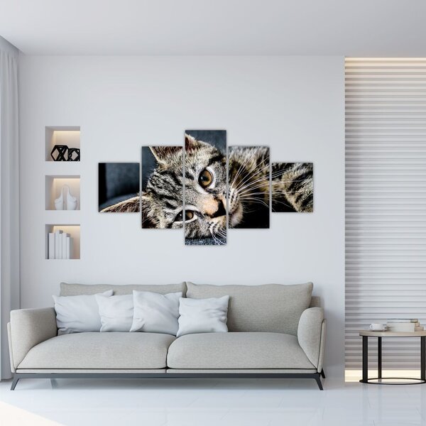 Obraz - Kotek (125x70 cm)