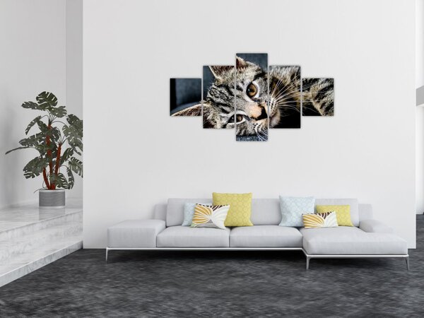 Obraz - Kotek (125x70 cm)