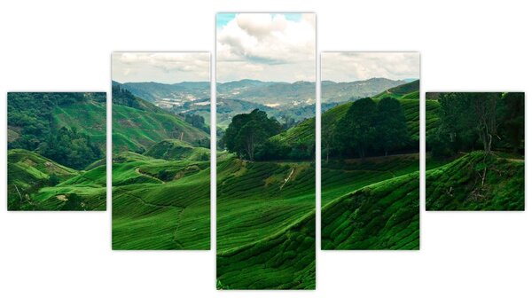 Obraz - Plantacje herbaty w Malezji (125x70 cm)