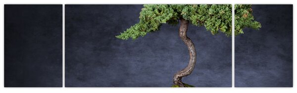 Obraz - Bonsai (170x50 cm)