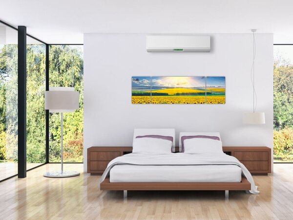 Obraz - Pole słoneczników (170x50 cm)