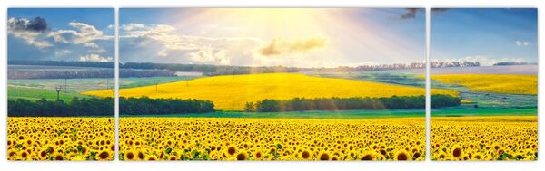 Obraz - Pole słoneczników (170x50 cm)