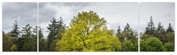 Obraz zielonego drzewa na środku pola (170x50 cm)