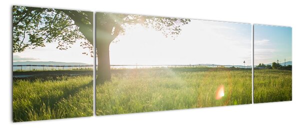 Obraz drzewa na polu (170x50 cm)