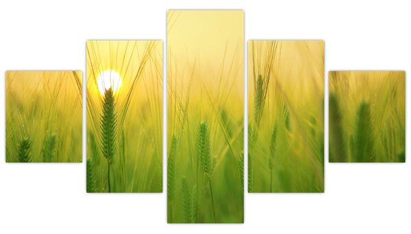 Obraz pola ze zbożem (125x70 cm)