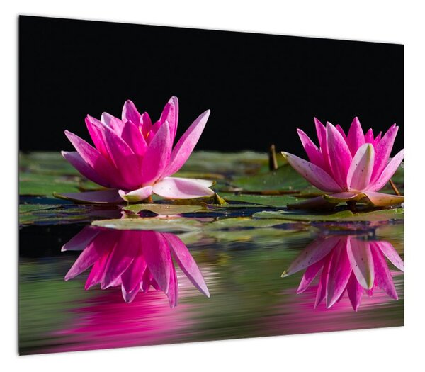 Obraz lilii wodnych na wodzie (70x50 cm)