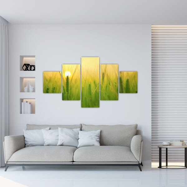 Obraz pola ze zbożem (125x70 cm)