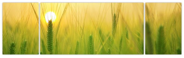 Obraz pola ze zbożem (170x50 cm)