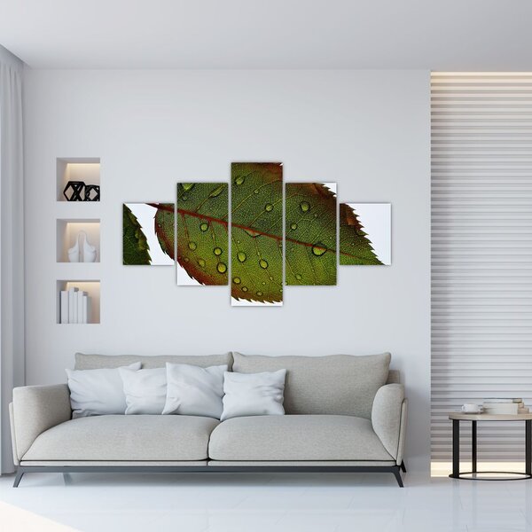Obraz - Liść róży (125x70 cm)