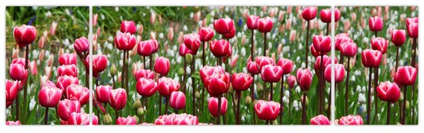 Obraz tulipanów (170x50 cm)