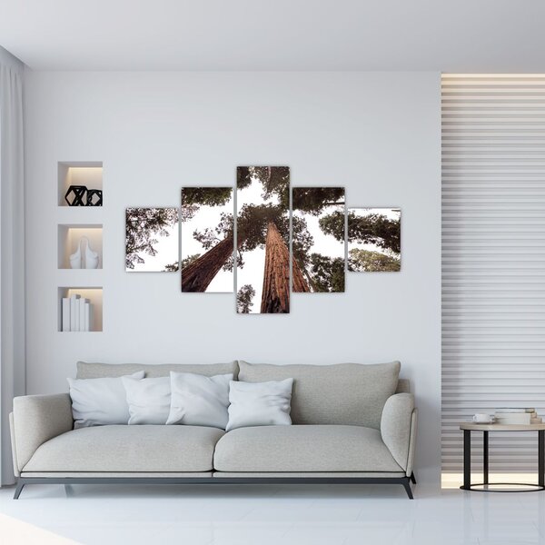 Obraz - Widok przez korony drzew (125x70 cm)