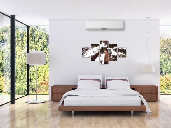 Obraz - Widok przez korony drzew (125x70 cm)
