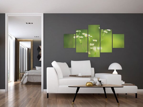 Obraz stokrotek (125x70 cm)