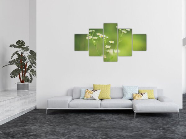 Obraz stokrotek (125x70 cm)