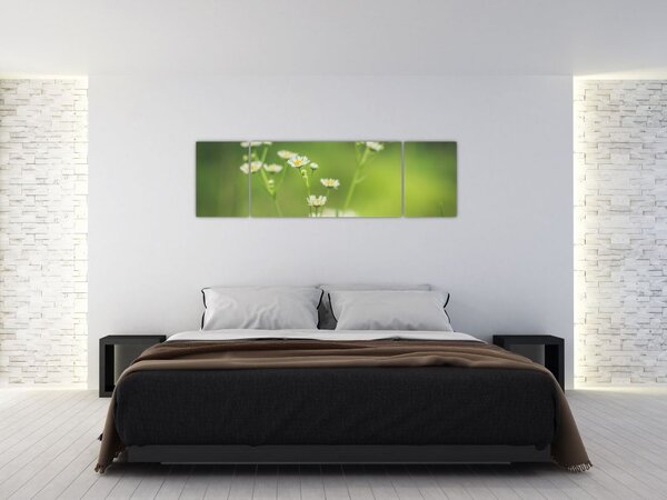 Obraz stokrotek (170x50 cm)