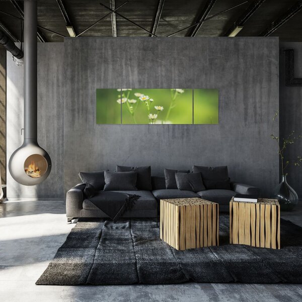 Obraz stokrotek (170x50 cm)