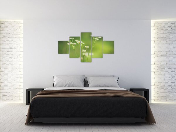 Obraz stokrotek (125x70 cm)