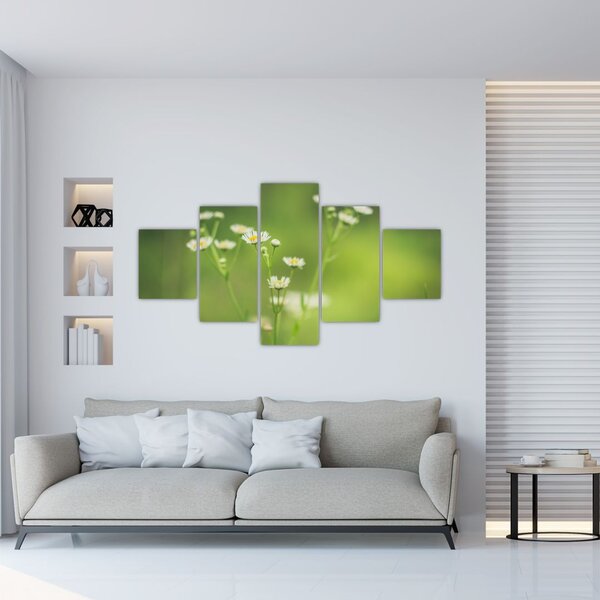 Obraz stokrotek (125x70 cm)