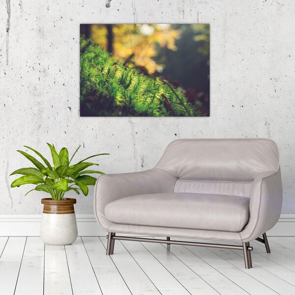 Obraz mchu z grzybem (70x50 cm)