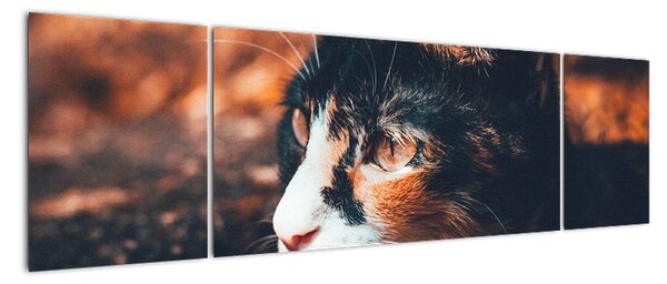 Obraz - Spojrzenie kota (170x50 cm)
