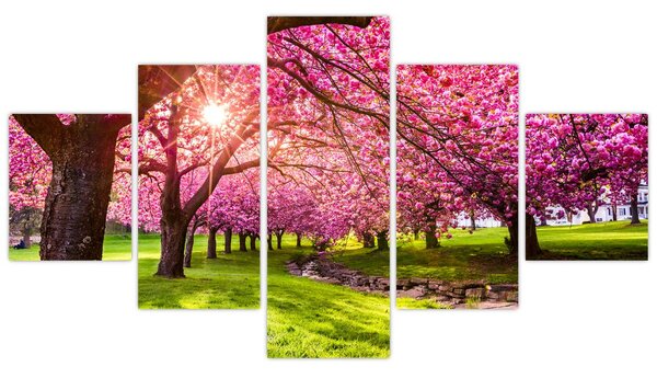 Obraz kwitnących czereśni, Hurd Park, Dover, New Jersey (125x70 cm)