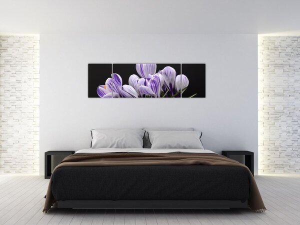 Obraz - Fioletowe krokusy (170x50 cm)