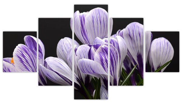 Obraz - Fioletowe krokusy (125x70 cm)
