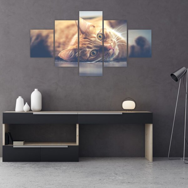 Obraz kota na podłodze (125x70 cm)