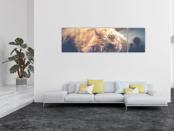Obraz kota na podłodze (170x50 cm)
