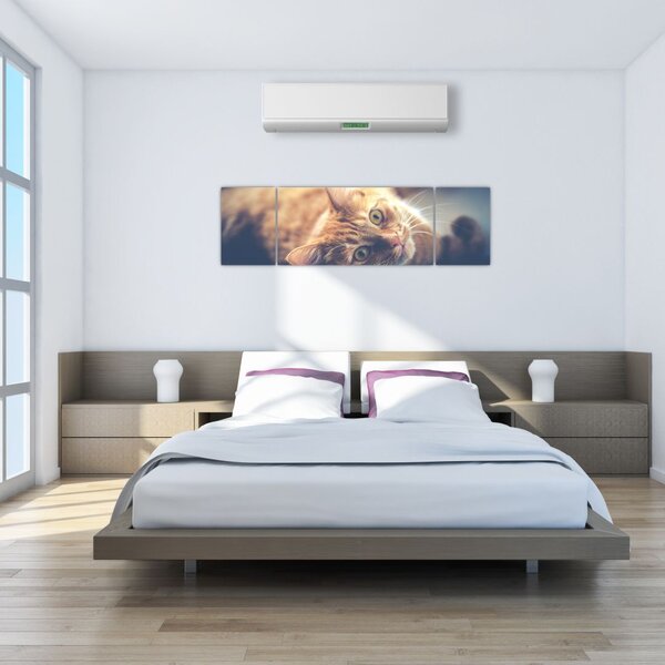 Obraz kota na podłodze (170x50 cm)